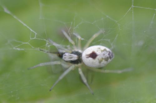 Nigma puella